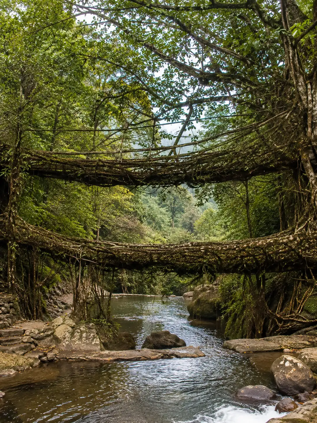 Living Root Bridge